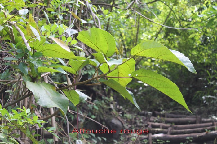 Affouche rouge - Ficus mauritiana- Moracée