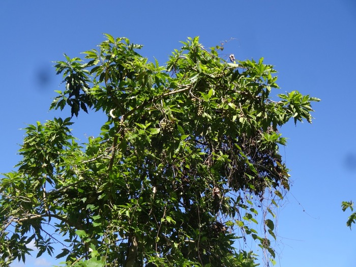 DSC03596 1Michelia champaca Champac Magnoliacée