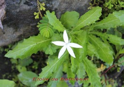 Etoile de Bethléem ou Lastron blanc- Hippibroma longiflora- Campanulacée-exo