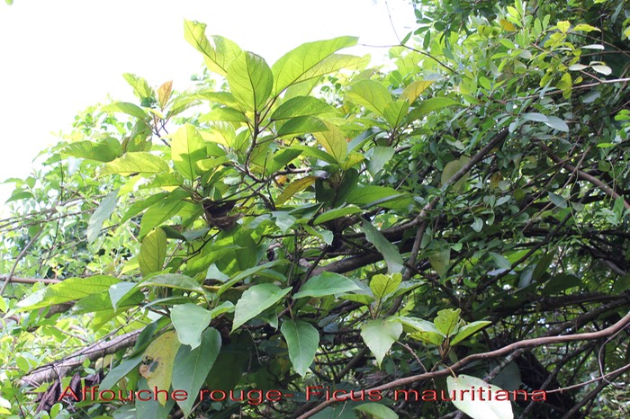 Ficus mauritiana- Moracée