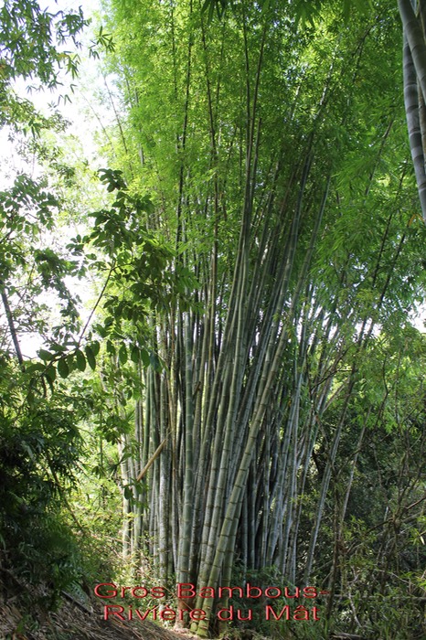 Gros Bambous- Rivière du Mât