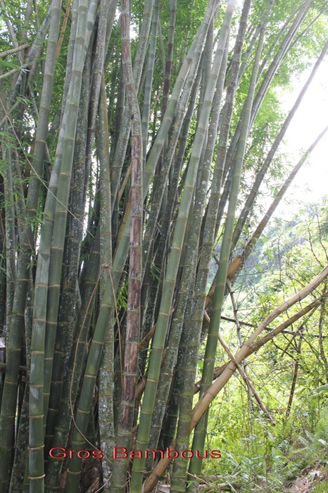 Gros Bambous-