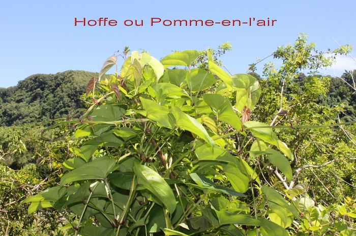 Hoffe- Dioscorea bulbifera- Dioscoreacée- exo