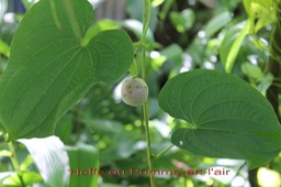 Hoffe ou Pomme-en-l'air- Dioscorea bulbifera- Dioscoréacée- exo