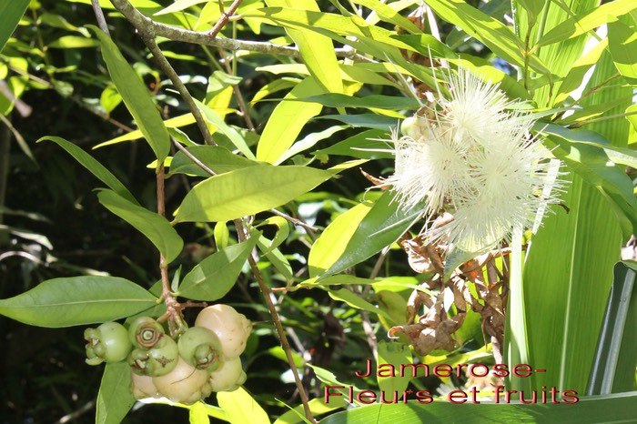 Jamerose ou Jambrosade- Syzygium - Myrtacée- exo