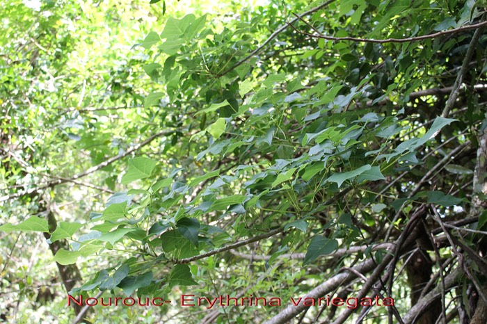 Nourouc ou Pignon d'Inde de l'Inde- Erythrina variegata- Fabacée- exo