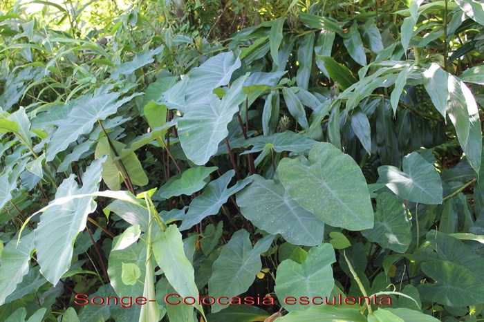 Songe - Colocasia esculenta - Aracée- exo