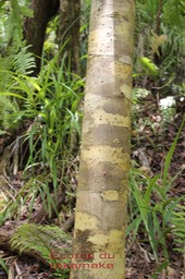 Takamaka- Calophyllum takamahaca-Clusiacée- BM