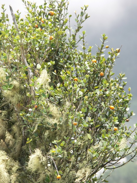 Bois de nèfles- Eugenia buxifolia avec fruits