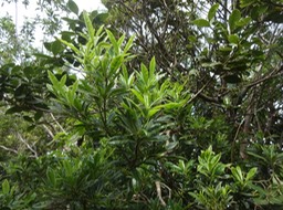 06 1 Pittosorum senacia Bois de joli coeur Pittosporacee DSC09728