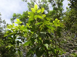 10 1 Allophylus borbonicus Bois de merle sapindacee DSC09733