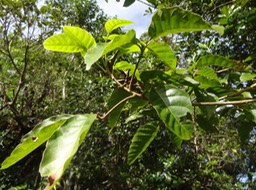 10 3 Allophylus borbonicus Bois de merle Sapincadee DSC09732