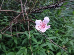 63 Prunus persica Pêcher Rosacee Fleur DSC09901