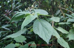 Boehmeria macrophylla - Urticacée - I