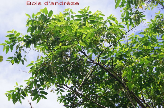 Bois d'andrèze - trema orientalis - Cannabacée - I