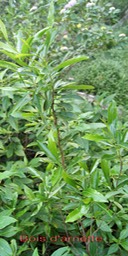 Bois d'arnette - Dodonea viscosa - Sapindacée - I