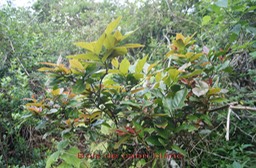 Bois de cabri blanc - Antidesma madagascariense - Phyllanthacée - I