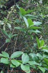 Bois de coeur bleu - Chionanthus broomeana - Oleacée - Masc