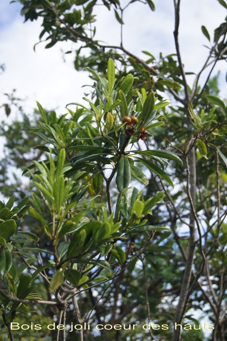 Bois de joli coeur des hauts - Pittosporum senacia reticulata - Pittosporacée - I