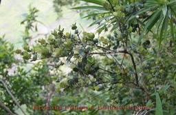 Bois de nèfles à petites feuilles - Eugenia buxifolia - Myrtacée - B