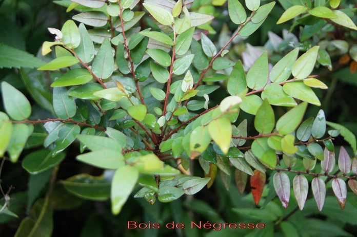 Bois de Négresse- Phyllanthus phyllireifolius- Phyllanthacée - Masc