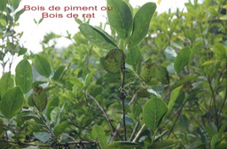 Bois de piment - Geniostoma bonbornicum - Loganiacée - Masc