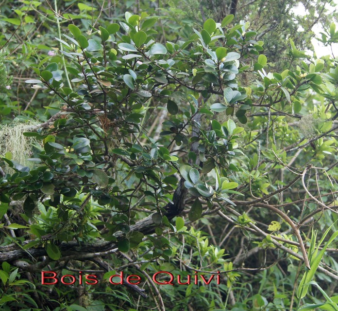 Bois de Quivi- Ti Quivi - Turraea casimiriana - Méliacée - B