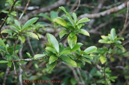 Bois d'Oiseau - Claoxylon glandulosum - Euphorbiacée - B