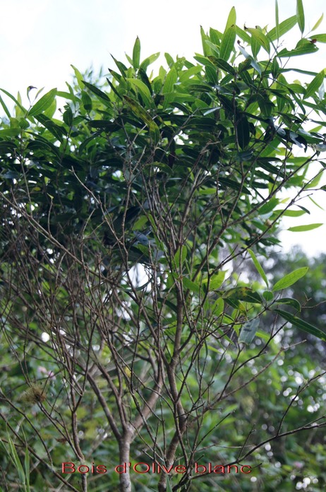 Bois d'Olive blanc- Olea lanceolata - Oléacée - I