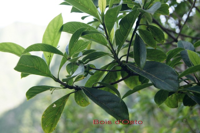 Bois d'Osto - Antirhera borbonica - Rubiacée - B
