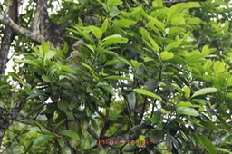 Bois rouge - Cassine orientalis - Célastracée - Masc