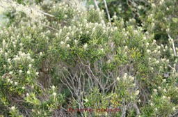 Branle bâtard - Phylica nitida - Rhamnacée - Masc