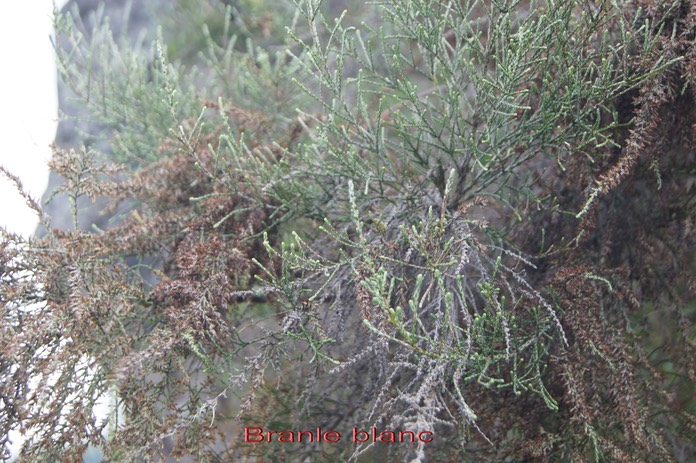 Branle blanc- Stoebe passerinoides - Astéracée - B