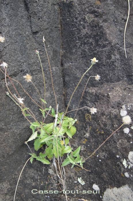 Casse tout seul -  Tridax procumbens - Astéracée - I