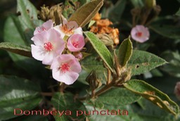 Dombeya punctata- fleurs