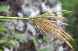 Eulalia aurea - Inflorescence