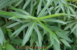 Faujasia salicifolia