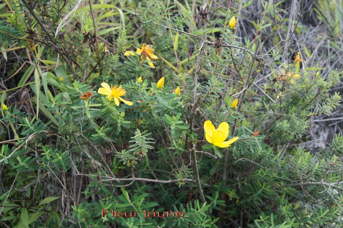 Fleur jaune - Hypericum lanceolatum - Hypericacée - I