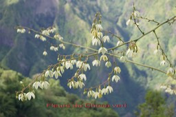 Fleurs du Choca vert - Furcraea foetida - Agavacée - exo