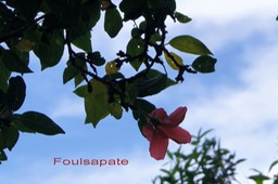 Foulsapate - Hibiscus boryanus - Malvacée - B