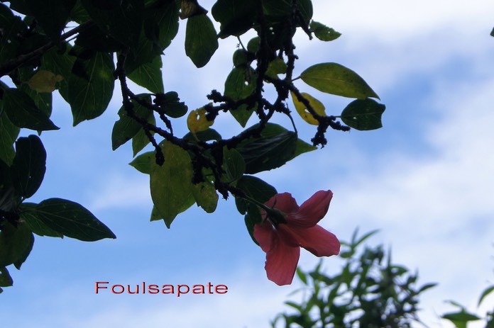Foulsapate - Hibiscus boryanus - Malvacée - B