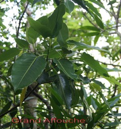 Grand Affouche - Ficus densifolia - Moracée - B