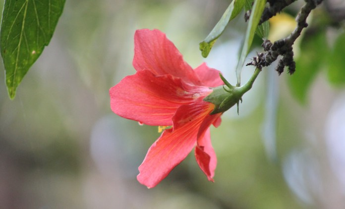 Hibiscus boryanus-2