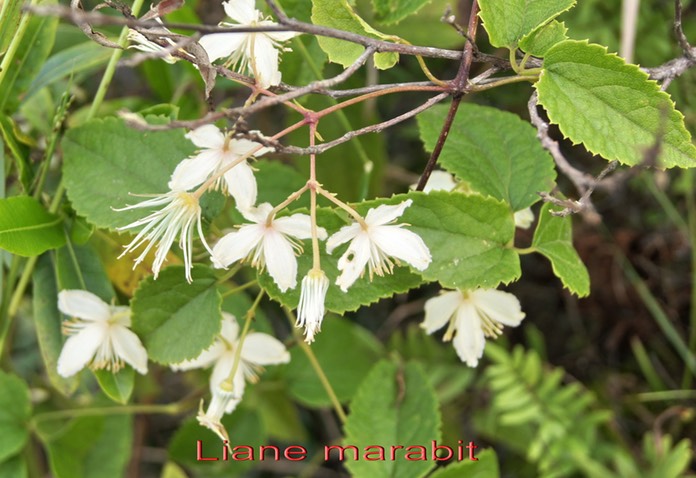 Liane arabique - Clematis mauritiana