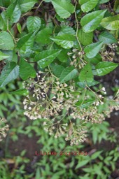 Liane zig-zag- Faujasiopsis flexuosa - Astéracée - Masc