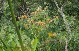 Mahot tantan - Dombeya acutangula et Choca vert
