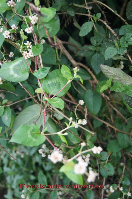 Persicaria chinense - Polygonacée - exo