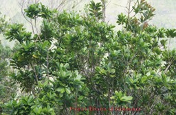 Petit Bois d'oiseau - Claoxylon parviflorum - Euphorbiacée - B