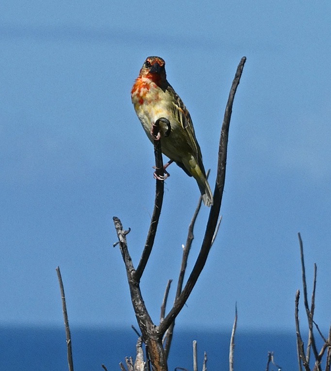 Foudia madagascariensis. foudi rouge .cardinal.P1018707