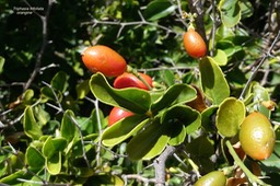 Triphasia trifoliata .orangine.rutaceae.espèce envahissante.P1018639